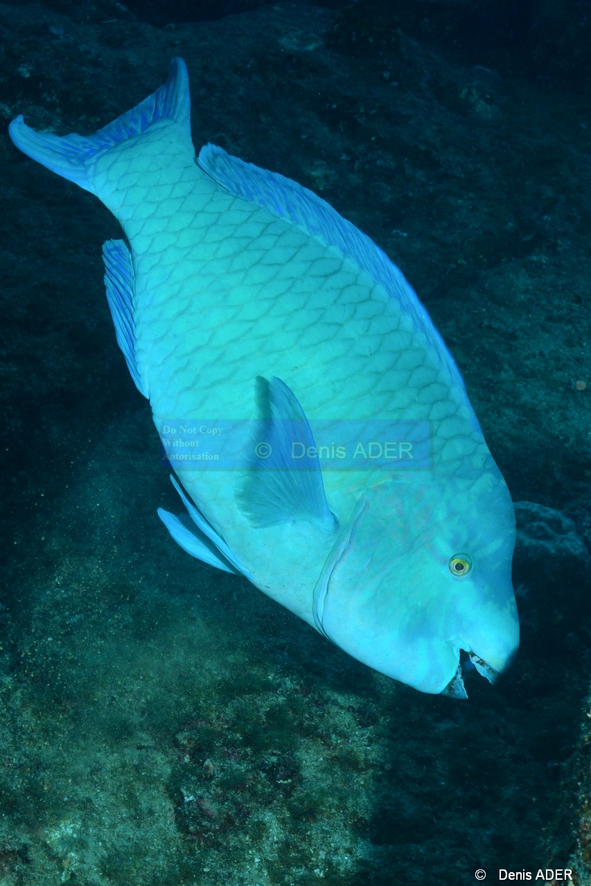Scarus compressus Perroquet azur-La Paz Cabo Pulmo El Bajo-12m-20181101-Denis-ADER-DSC_1736_tn.jpg